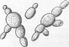 Forms Of Growth Of The Yeast Plant.