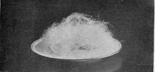 Glace Grapes Covered With Spun Sugar.