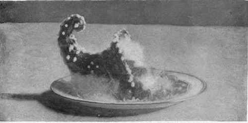 Horn Of Plenty In Nougat