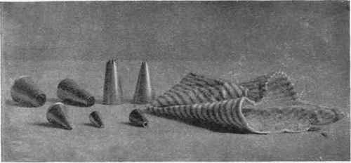 Pastry Bag And Tubes.