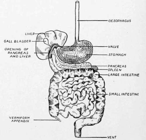 Why Fried Food And Pastry Are Hard To Digest Cooking 152