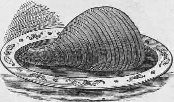 LEG OF PORK.