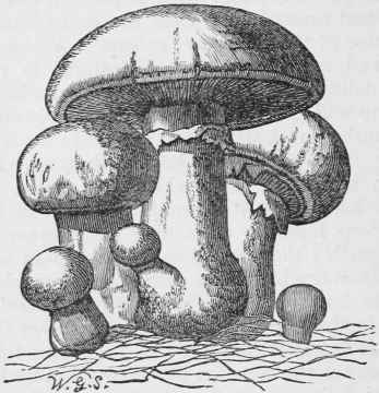 MUSHROOMS.