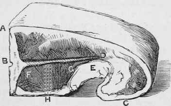 SIRLOIN OF BEEF.