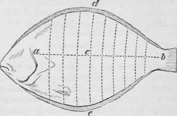 TURBOT, CARVING OF.