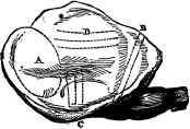 A Shoulder of Mutton.