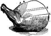 A Shoulder of Mutton.