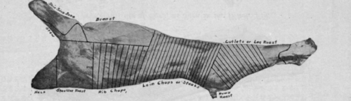 Showing where the Chops and Cutlets of Veal come in the Carcass.