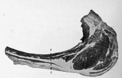 Standing Rib Roast. This Cat may be Roasted as it is, or made into a Short Rib Roast by Cutting Off the End at the Left; or the Bone Removed and the Meat Rolled Up.