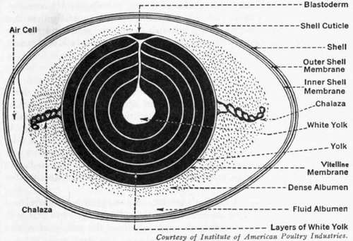 Egg Cookery 62