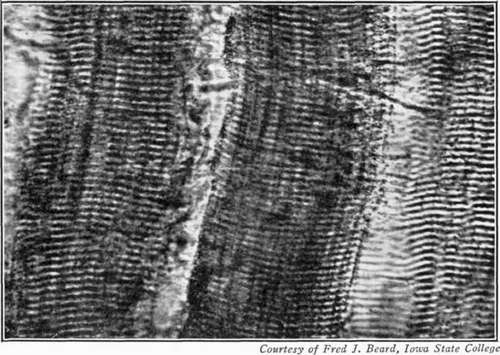 The Muscle Fibers 47