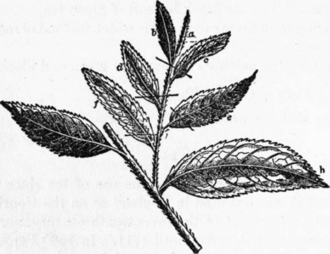 Tea Leaves