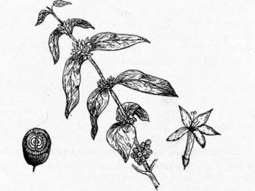 Coffee Plant, Flower and Bean Pod