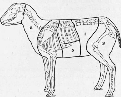 Fig. 12. Diagram showing cuts of lamb and mutton.