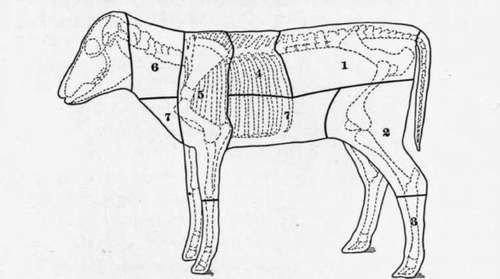 Fig. 13. Diagram showing cuts of veal.