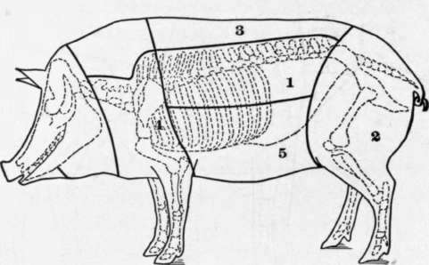 Fig. 14. Diagram showing cuts of pork.