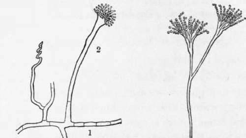 Fig. 3. Two kinds of mold often found on food.