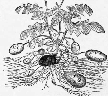 Fig. 6. Potato plant.