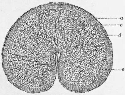 Fig. 8. Cross section of a wheat grain, enlarged.