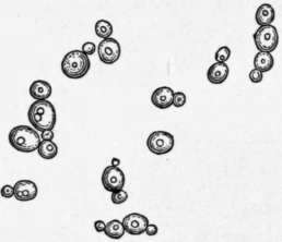 Fig. 9.   Yeast cells.