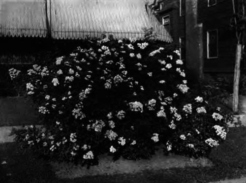 RAMBLER ROSES