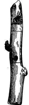 Ring budding