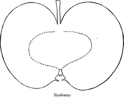 Apple Variety: Roxbury