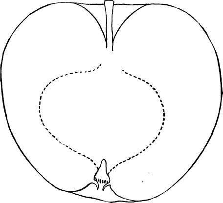 Apple Variety: Yellow Transparent