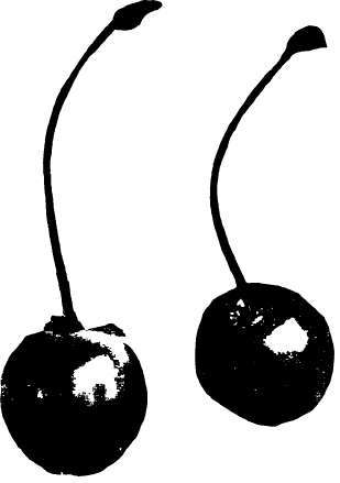 Cherry: Koslov