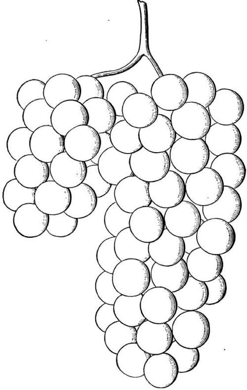 Grape: 