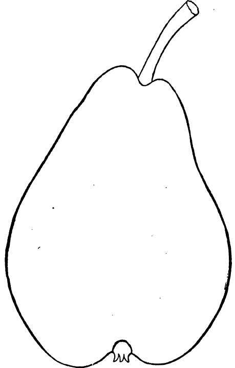 Pear: 