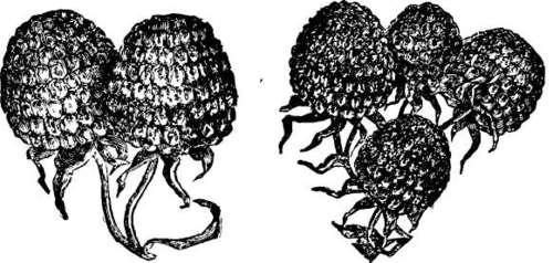 Raspberry: Cuthbert