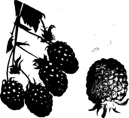Raspberry: Eldorado