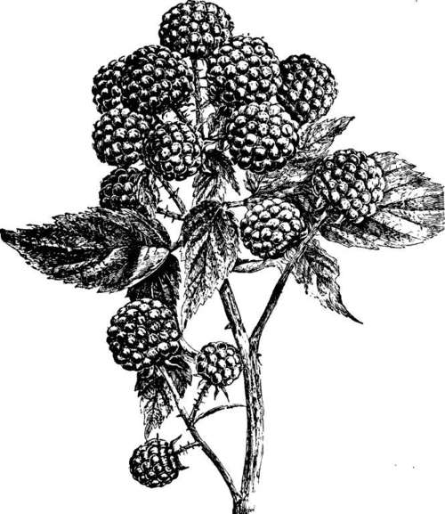 Raspberry: Hilborri