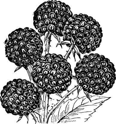 Raspberry: Older