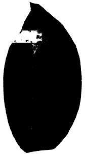 The Chestnut 344