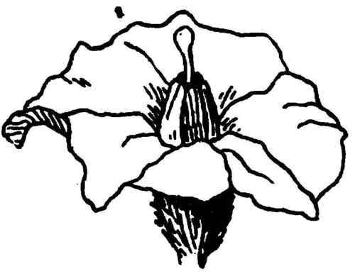 A Potato Blossom.