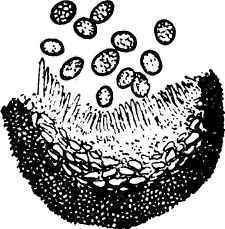 A Race Of Flowerless Plants II The Metamorphoses O 29