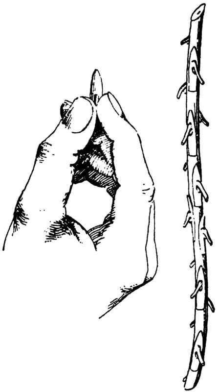 A Stick of Buds, prepared for twitching off with thumb and finger.
