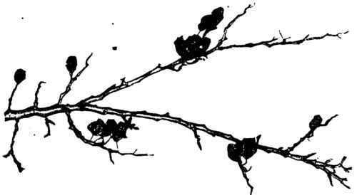 Mummied Plums. (See page 165.)