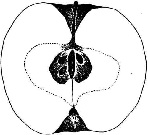 The Gano Apple.