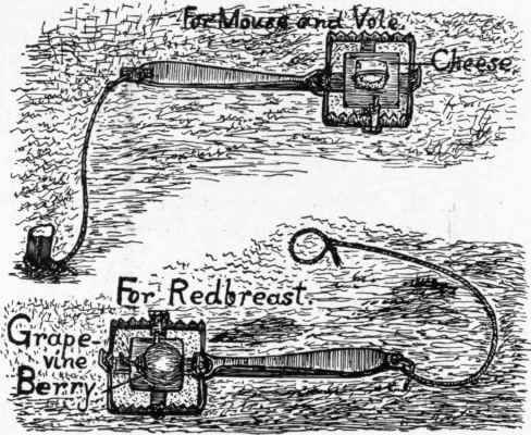 Mouse or Small Bird Trap.