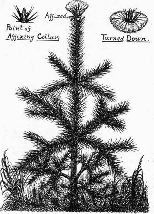Paper protected Conifer.