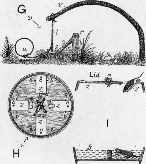 Snare spring and Barrel Rat Traps.