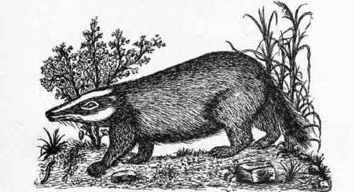 The Badger.