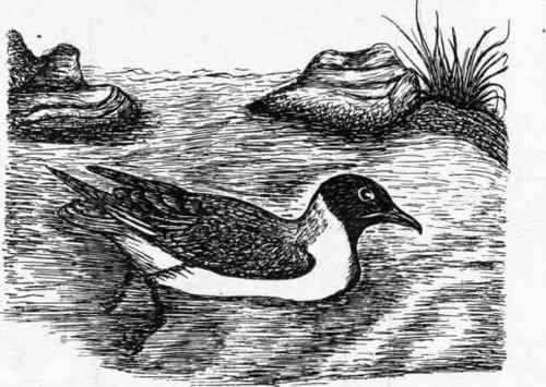The Black Headed Gull.