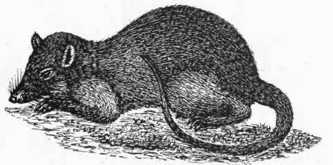 The Brown Rat.