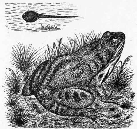 The Common Frog and Tadpole.