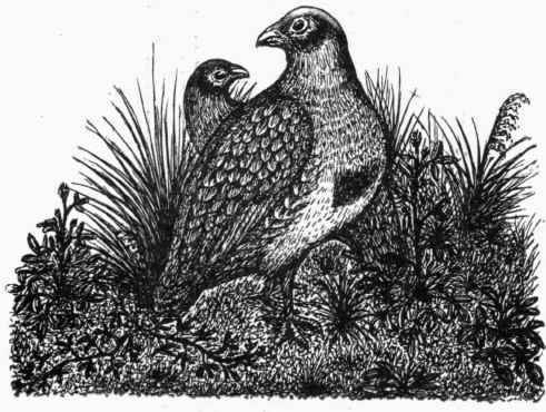 The Common Partridge.