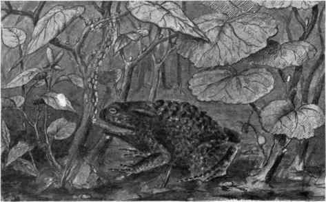 The Common Toad and Woodlice.